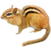 chipmunk - Przedmioty - 