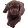 chocolate labrador puppy - 動物 - 