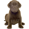 chocolat labrador retriever puppy - Životinje - 