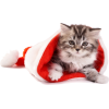 christmas cat - Animals - 
