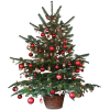 christmas tree - 植物 - 
