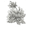 chrysanthemum  - Ilustracje - 
