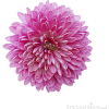 chrysanthemum - Biljke - 