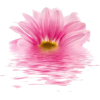 chrysanthemum - Rastline - 