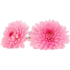 chrysanthemum - Rastline - 