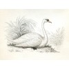 circa 1854 swan illustration - 動物 - 