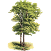 circa 1870s beech tree illustration - Narava - 
