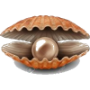 clam - Natural - 