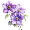 clematis - Biljke - 