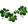 clover - 植物 - 