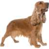 cocker spaniel dog - 动物 - 