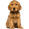 cocker spaniel puppy - Животные - 