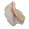 conch - Items - 