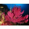 coral, Parc national de Port-Cros France - 自然 - 