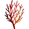 coral - 自然 - 