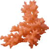 coral - Nature - 