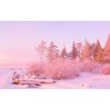 coral peach winter - Natureza - 