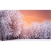coral peach winter - Nature - 