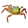 crab - Životinje - 