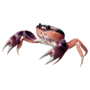 crab - Nature - 