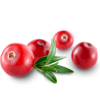 cranberries - Przedmioty - 