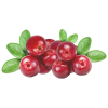 cranberries - Items - 