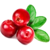 cranberry - フルーツ - 