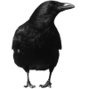 crow - 動物 - 
