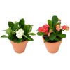crown of thorns plants - Rośliny - 