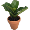 cute plant - Uncategorized - 
