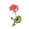 cveće - Pflanzen - 