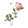cveće - Plantas - 