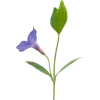 Cvijeće Plants Blue - Rośliny - 