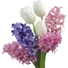 Cvijeće Plants Colorful - Piante - 