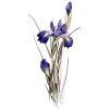 Cvijet Plants Purple - Pflanzen - 