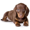 dachshund puppy - Animais - 