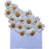 Daisies.png - Природа - 