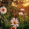 daisies field photo - Uncategorized - 