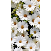 daisies photo - Фоны - 