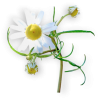 daisy - Предметы - 