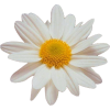daisy - 植物 - 