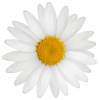 daisy - Plantas - 