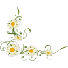 daisy border - 植物 - 