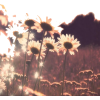 daisy flower photo - Uncategorized - 