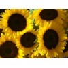 sunflowers - Moje fotografije - 