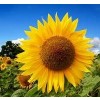sunflowers - Moje fotografie - 
