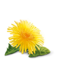 dandelion - 植物 - 