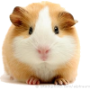 Guinea pig - Animali - 