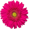 dark pink flower  - Plants - 