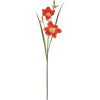 day lily - 植物 - 